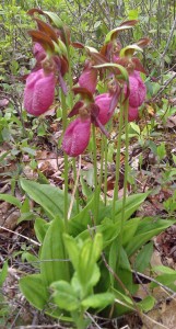 lady-slippers